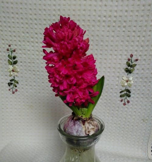 和风信子的姊妹花（探寻和风信子很像的花种类及特点）
