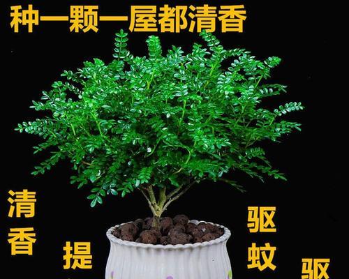驱蚊草（解密驱蚊草的生长周期和特征）