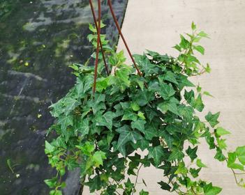探索常青藤的水分需求（喜水植物的生长习性与水分管理）