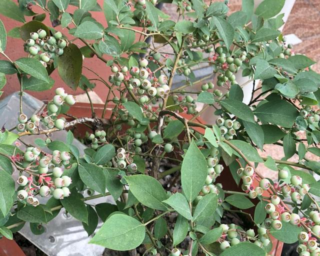 蓝莓种植在室内（无季限、营养丰富的健康选择）