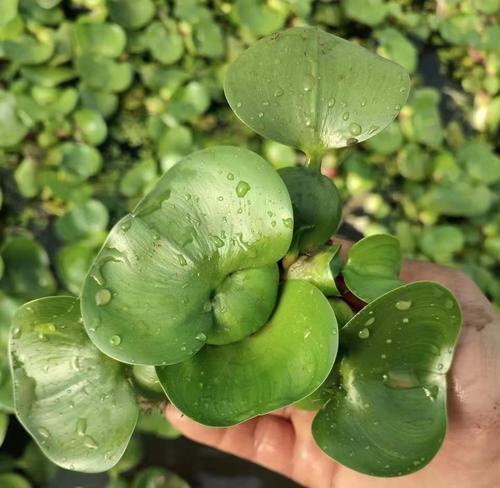 水葫芦是草本植物吗？（探究水葫芦的植物分类及特征）
