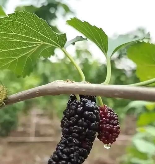 南方桑果成熟时节：探秘桑果的丰收季节