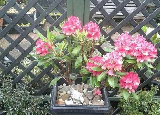 盆栽杜鹃花的浇水技巧（让你的杜鹃花生长更茂盛、更健康的浇水方法）
