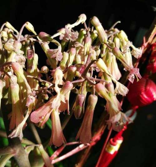 落地生根开花，当季花卉盛开（探访春夏秋冬不同季节的花卉盛景）