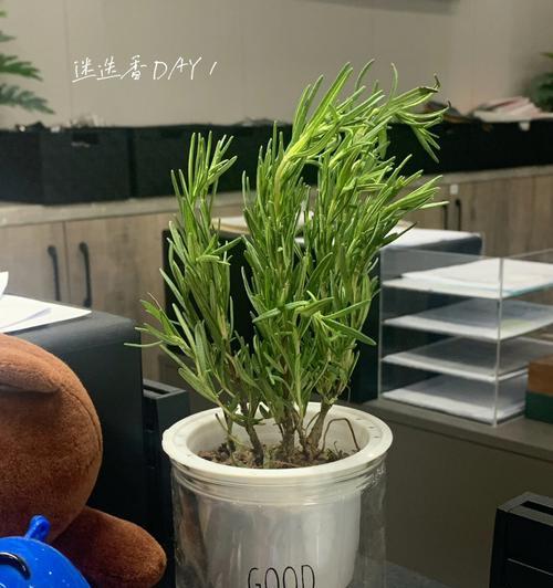 揭秘迷迭香的生命之谜（多年生还是一年生？——对迷迭香生长周期的探究）