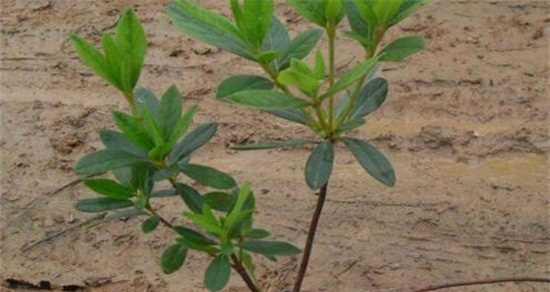 杜鹃花种子的特征与种植技巧（探秘杜鹃花种子的外观、保存与繁殖）