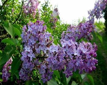 丁香花的种植及栽培技巧（种植时间、选址、土壤和养护要点，让你轻松打造丁香花园）