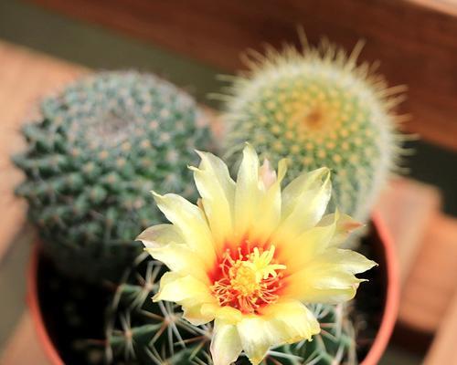 金冠仙人球花期全解析（开花时间、花朵特征、照顾技巧，一篇搞定！）