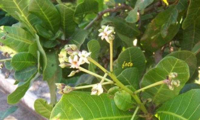 探秘腰果植物与其种子的故事（从果实到种子，一步步解开腰果的神秘面纱）