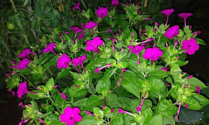 粉豆花种子的最佳种植时间（春季、秋季与夏季种植有何不同？）