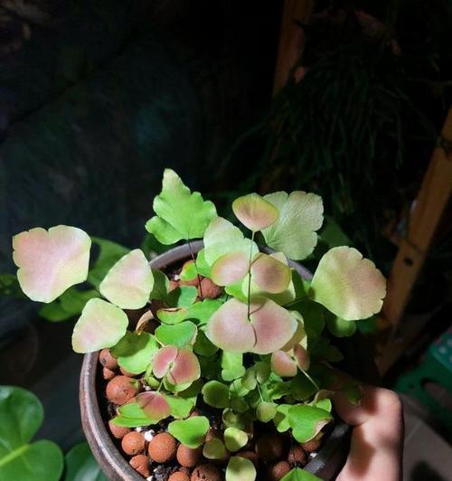 铁线蕨的分类学位置（探究铁线蕨是否为裸子植物）