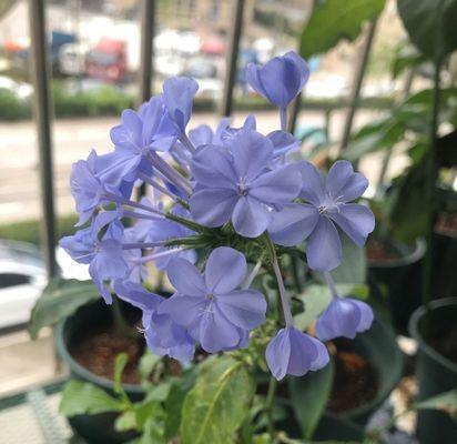 秋天花香——蓝雪花开花奇观（探秘蓝雪花的神奇开花现象）