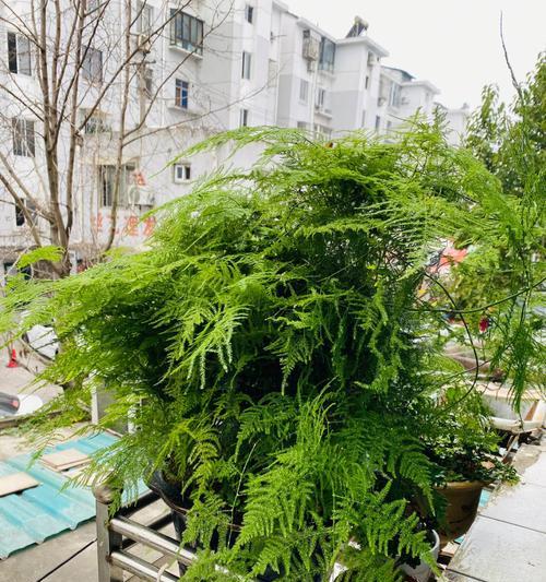 文竹开花时间与寓意（探秘文竹的开花奥秘与寓意深意）