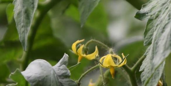 番茄授粉时间与方式方法详解（优化授粉时间、选择适合的授粉方式，让你的番茄丰收无忧）