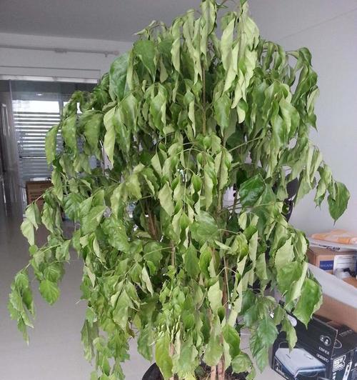 如何拯救幸福树叶子干枯的情况（如何诊断和治疗幸福树叶子干枯问题）
