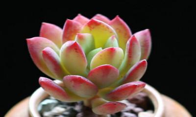 多肉莲花的完美养护指南（打造美丽多肉花园的必备技巧）