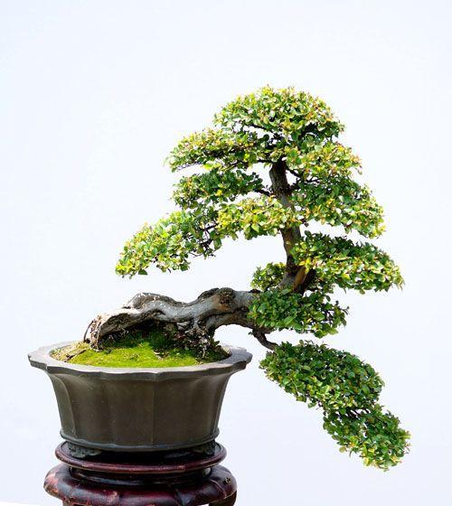 雀梅开花的盛世壮景（探秘雀梅开花的美丽场景，领略四季花香）