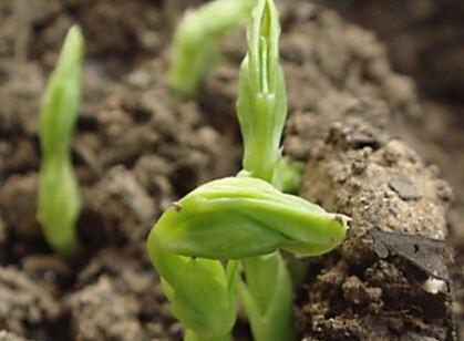 豌豆种植全攻略（时间、方法、注意事项一网打尽）