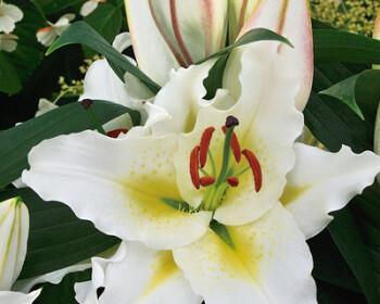 百合花的开花时间和特点（四季开花还是只有春季？一文告诉你）