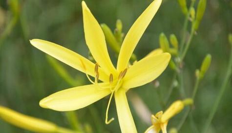 黄花菜的开花次数和生长特点（一年开几次花？从生长环境到花期变化，全面解析黄花菜的生长习性）