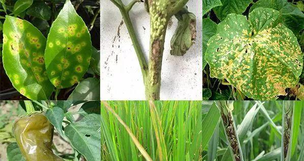 菜豆花叶病的防治方法（预防菜豆花叶病，让庭院更美丽）
