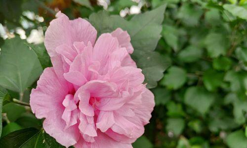 木槿花的颜色及特点剖析（探究木槿花不同颜色的原因及其风采）