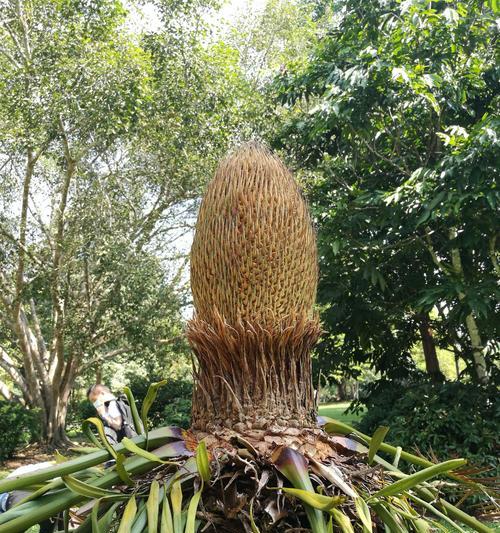 热带植物品种大全（探寻热带植物的奇妙世界）
