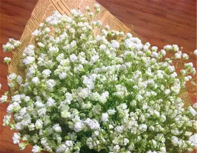 满天星的开花频率与生长环境（探究满天星一年开几次花的原因及如何培育）