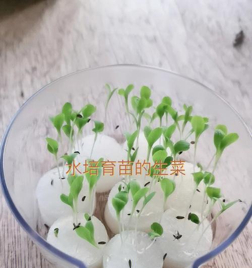 水培生菜的种植方法（无土、无污染的种植技术让生菜更健康）