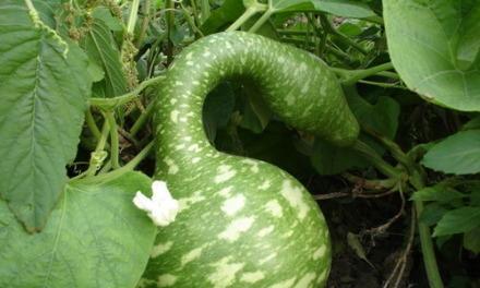 葫芦——一年生植物还是多年生植物？（探究葫芦的生命周期和生长习性）
