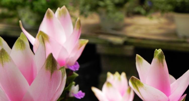 水芙蓉开花（荷花的外观、生长环境、繁殖方式、象征意义等一应俱全）