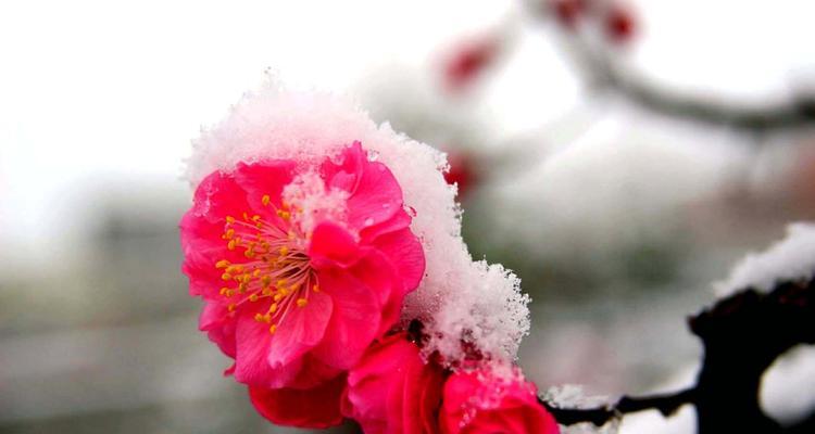 梅花的魅力（探秘梅花的外形与特征）