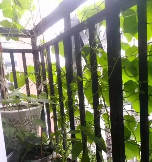 花盆里种植丝瓜的方法与技巧（打造自己的小型丝瓜园，享受独特的种植乐趣）