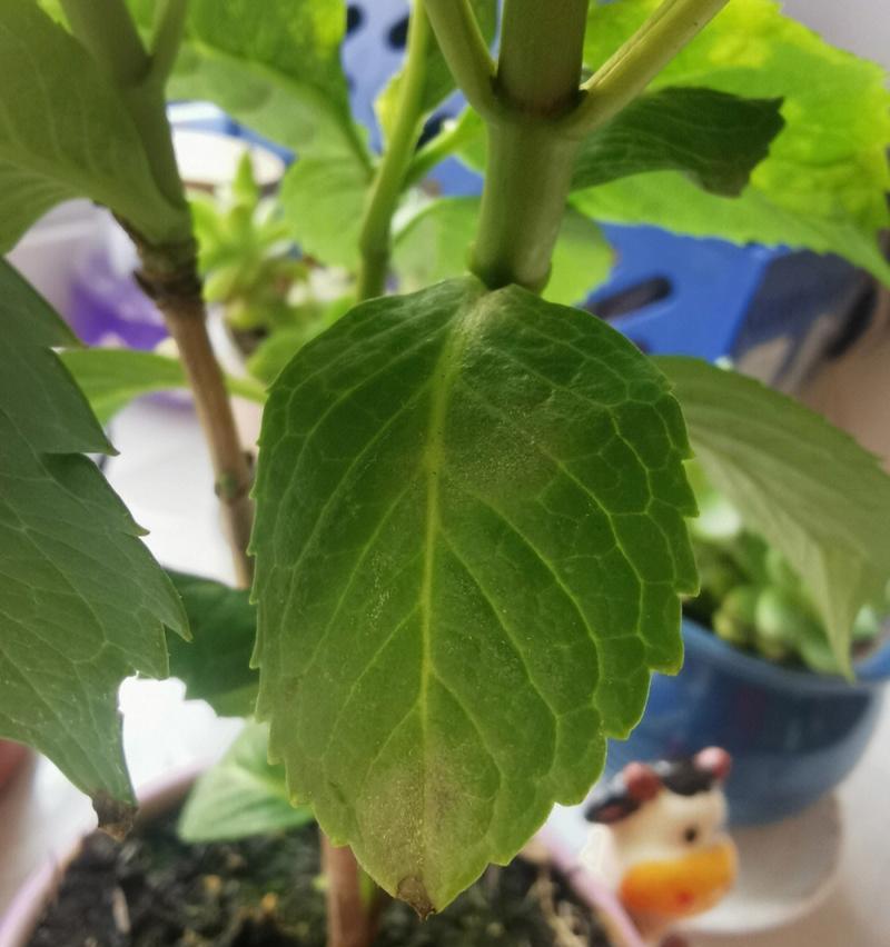 如何救回枯萎的绣球花叶子（轻松掌握养护技巧，挽救绣球花的生命）