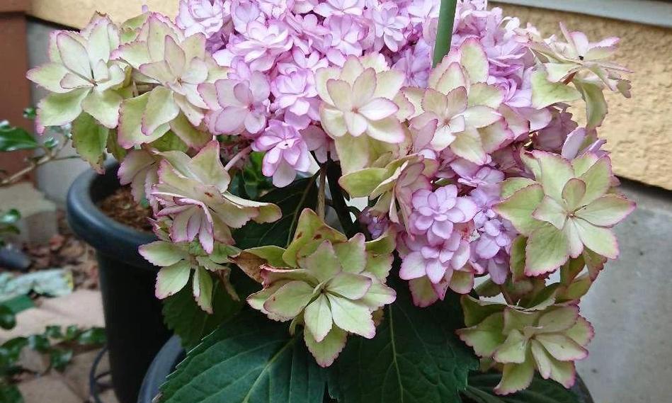 如何醒花绣球花？（一步步教你让绣球花开满花海）