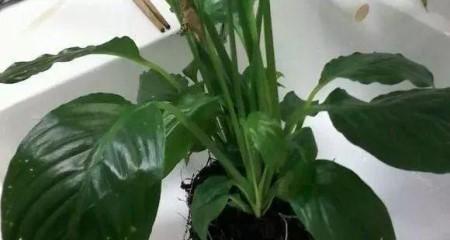探究白掌根的形态结构（白掌根的形态特征及其作用）