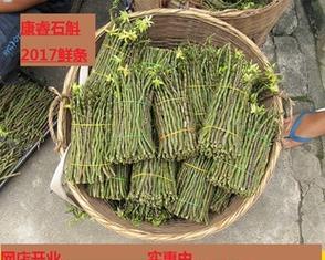 铁皮石斛肥料选择与养护技巧（掌握合适的肥料，让铁皮石斛茁壮成长）