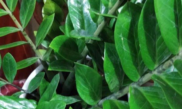 白鹤芋的风水作用与功效（哪里招财？如何摆放？）