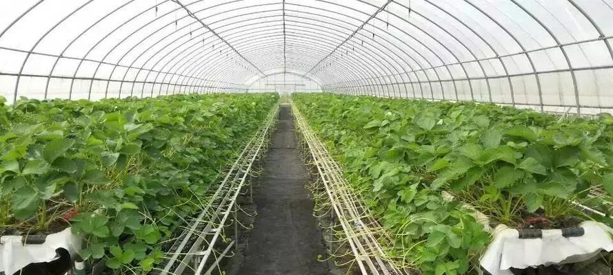 大棚草莓种植技术与管理（科学种植让草莓高产又好吃）