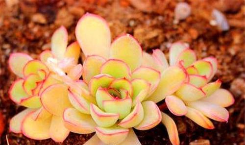 花月夜的养殖方法与注意事项（打造浪漫花海，从花月夜开始）