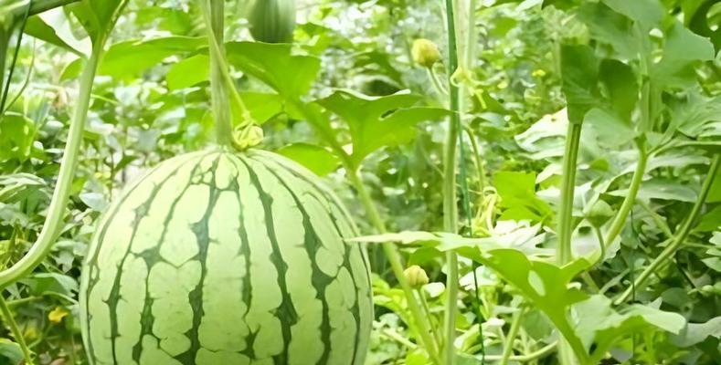 西瓜的生长环境与地方条件（适宜西瓜生长的地方及对其生长的影响）