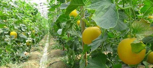 露天香瓜种植时间详解（六月份种植最佳，赶快来学习吧！）