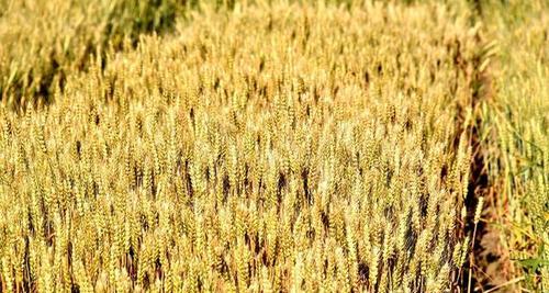 山西麦子成熟期详解（时间、特点、采摘技巧一网打尽）