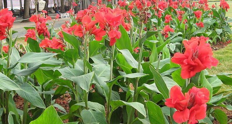 美人蕉——神秘的亚洲热带植物（探秘美人蕉的种类、特点、生长环境和使用价值）