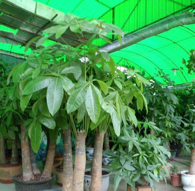 发财树是木本植物吗？剖析发财树的真实身份（探究发财树的分类及生长特征）