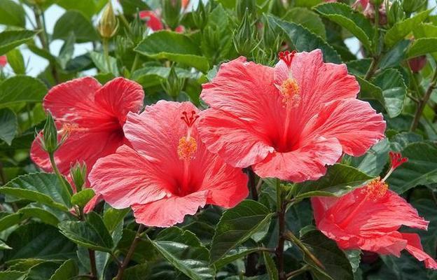 赏红叶子的乐趣——花卉中的秋色之美（红枫、枫香、枫杨……盘点红叶子的花卉种类与栽培方法）