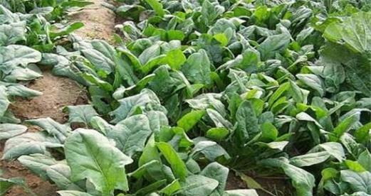 菠菜喜欢阳光，你知道吗？（揭秘菠菜的生长习性及养护技巧）