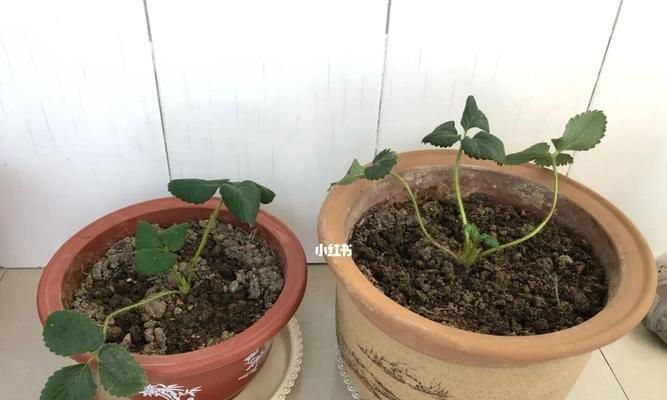 草莓苗需要晒太阳吗？（探究草莓苗对阳光的需求，如何正确晒太阳？）