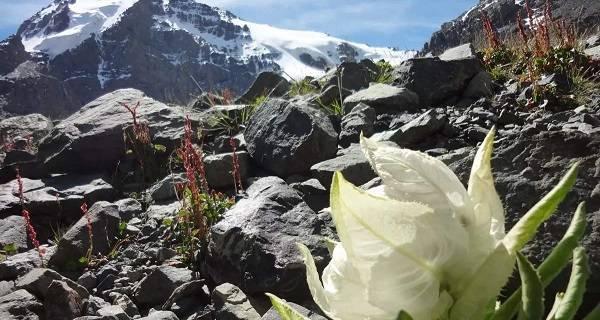 寻找雪域之美，探寻雪莲花开花之谜（寻找雪域之美，探寻雪莲花开花之谜）