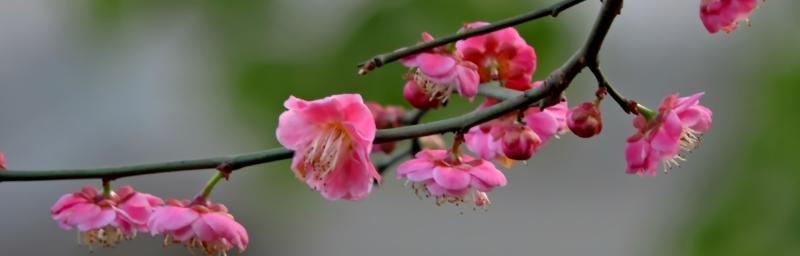 梅花开花温度的重要性（探究梅花开花温度和其生长发育关系）